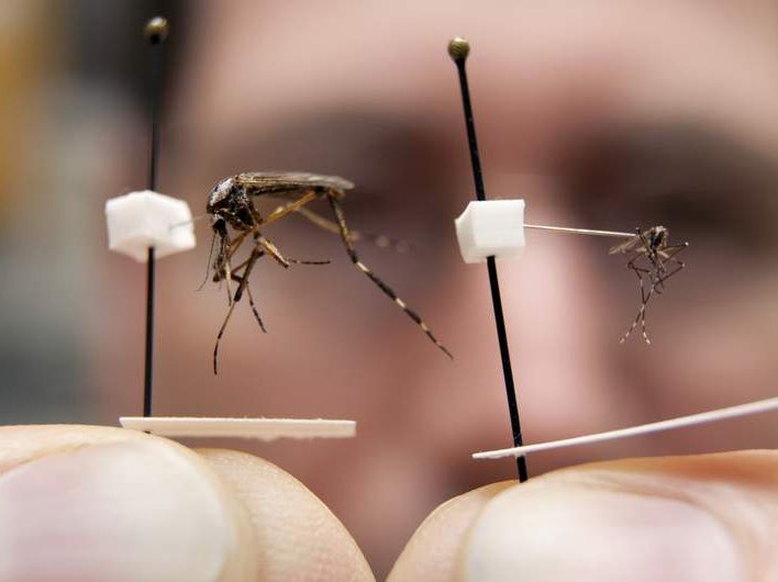 giant mosquito.jpg