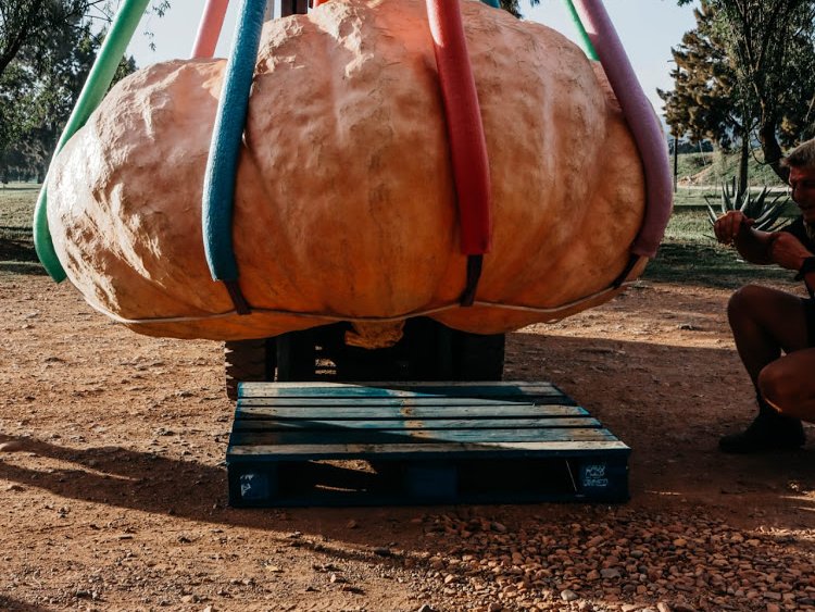 giant pumpkin