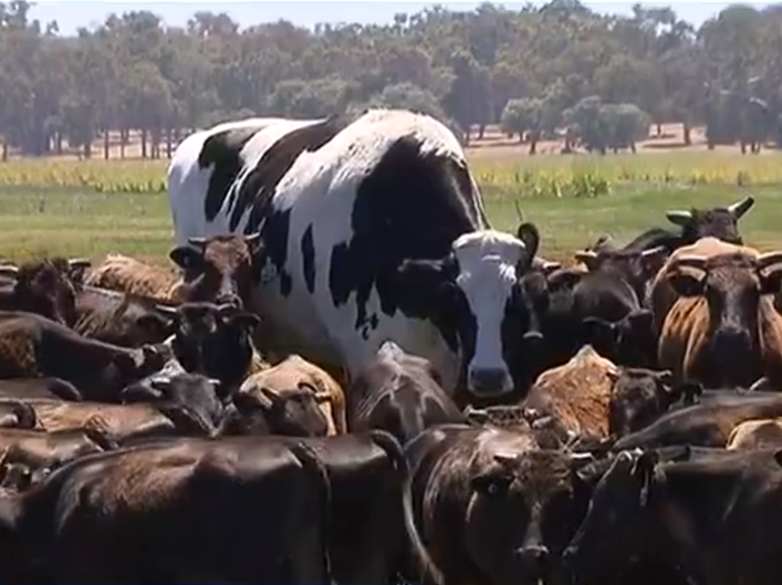 giant steer
