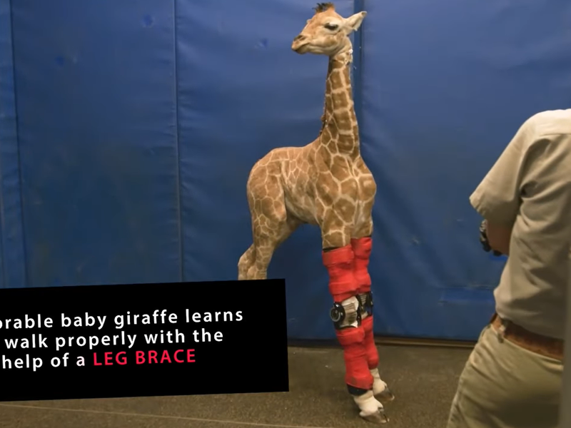 giraffe