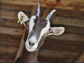 Goat Profile Picture