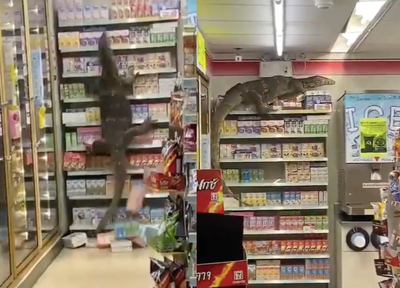 Giant lizard wreaks havoc in Thai grocery store - Vimarsana News