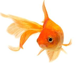 gold fish.PNG