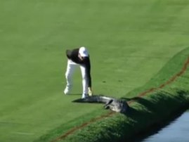 Golfer Alligator