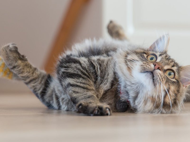 Google searched cat