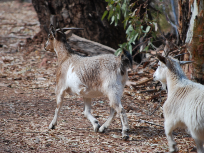 Goats