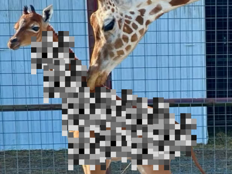 Unspotted giraffe reveal