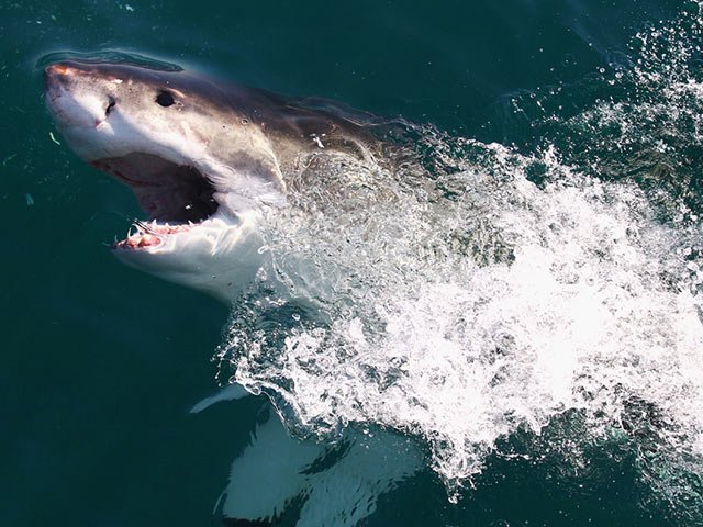great-white-shark