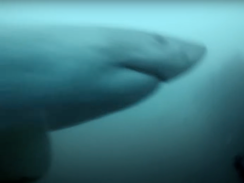 WATCH: Man comes face to face with Great White shark