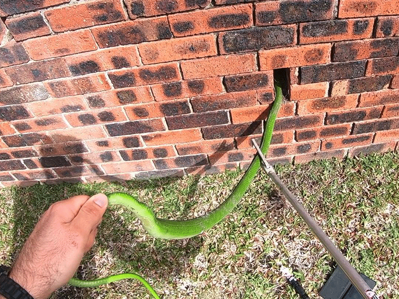 Green mamba found in Toti