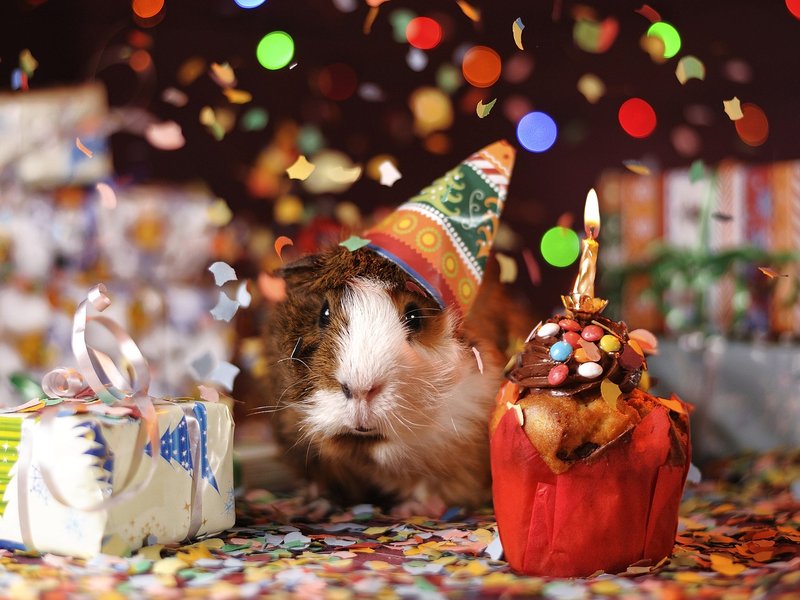 Birthday pet