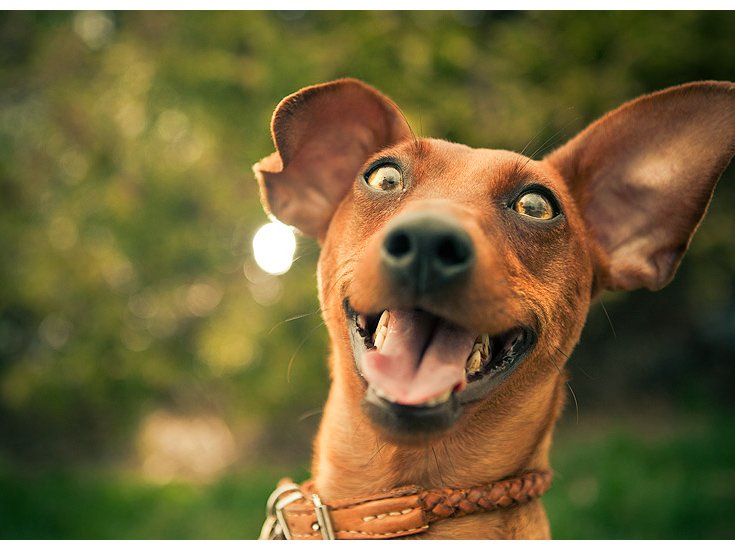 happy-dog.jpg