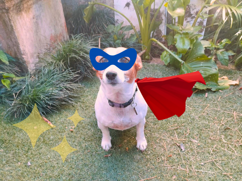 Oreo, the hero dog
