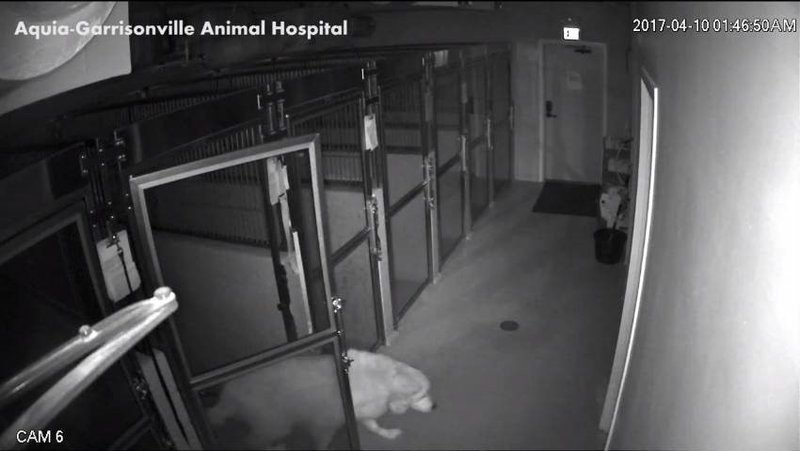 hero dog escapes hospital