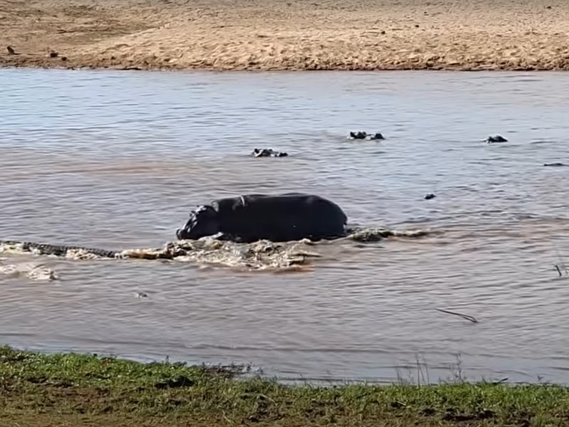 Hippo steal