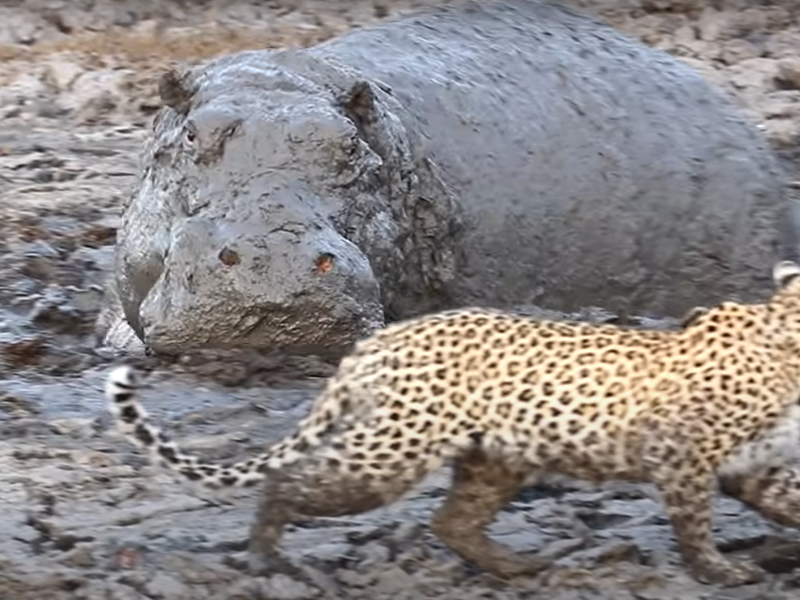 leopard