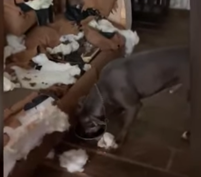 Home Alone: this dog destroys his home and the owner thinks they're burgled