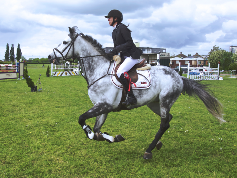 racehorse