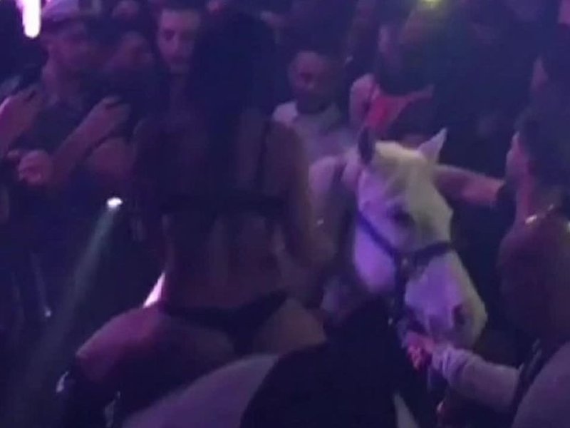 horse in nightclub image