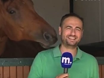 Horse and reporter
