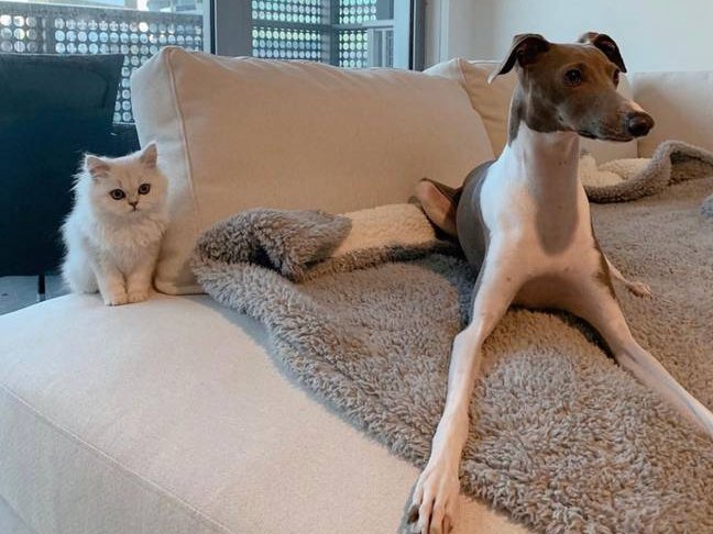 Woman spends R3,1million on pets lifestyle