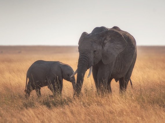 WATCH: A young elephant shows us how awesome these animals are this World Elephant Day