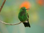 hummingbird.jpg