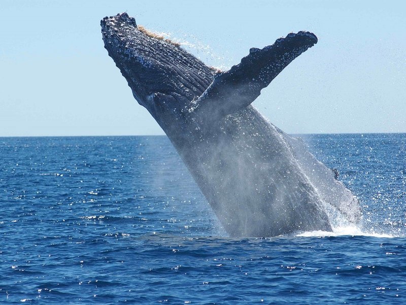 Humpback whale