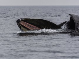 Humpback whale mouth