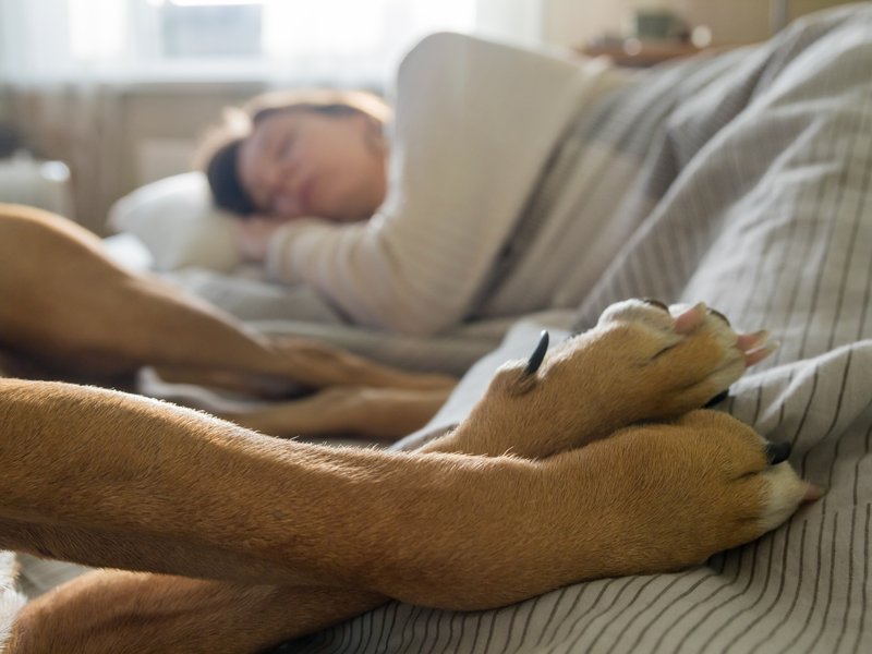 Sleeping in bed with a pet dog / iStock