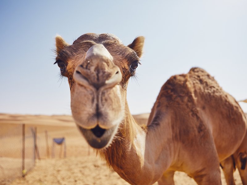 Camel cafe
