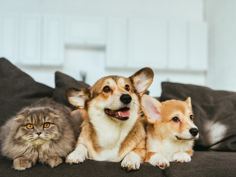 Animals