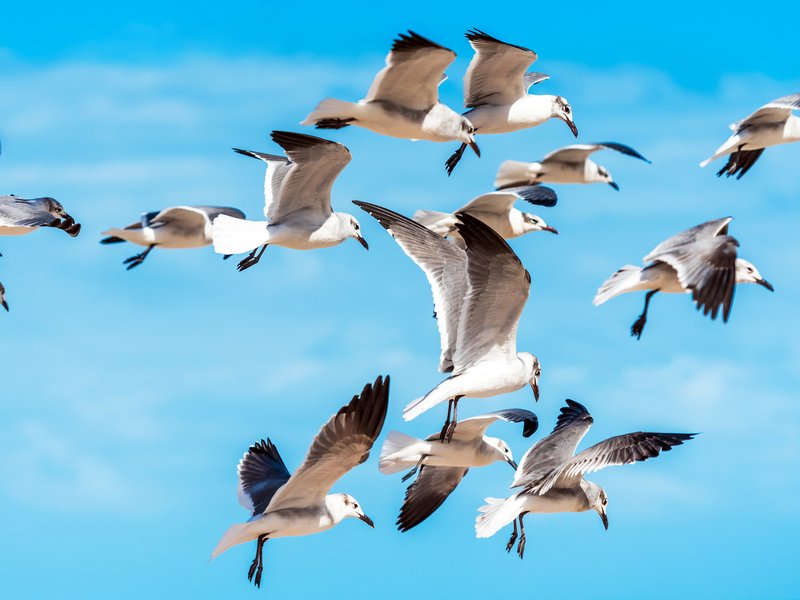 seagull