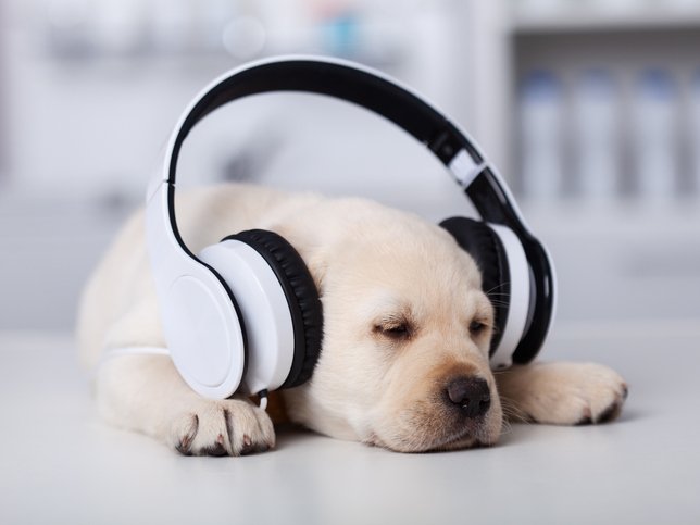 VIDEO: Research shows positive affect music has on dogs