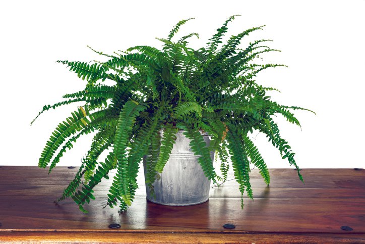 Boston Fern