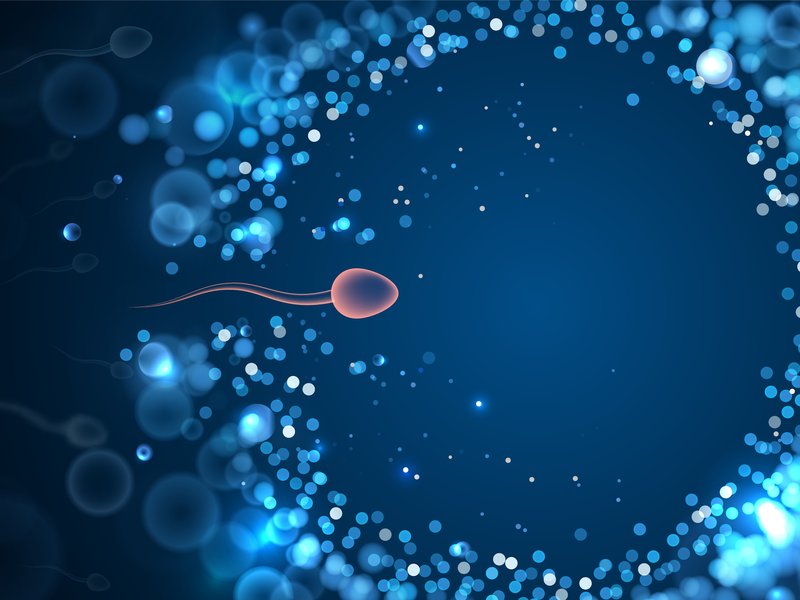 Sperm cell