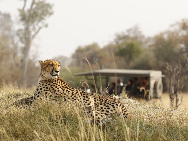 Safari