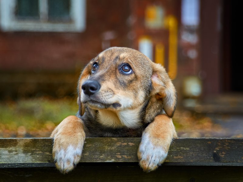 Sad dog