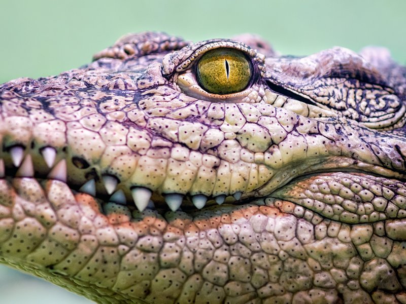 Alligator
