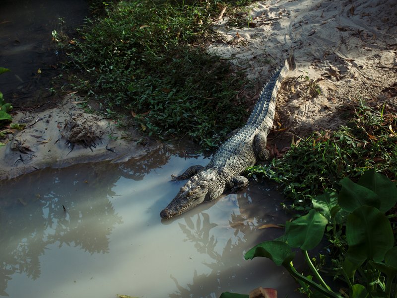 crocodile tongaat river