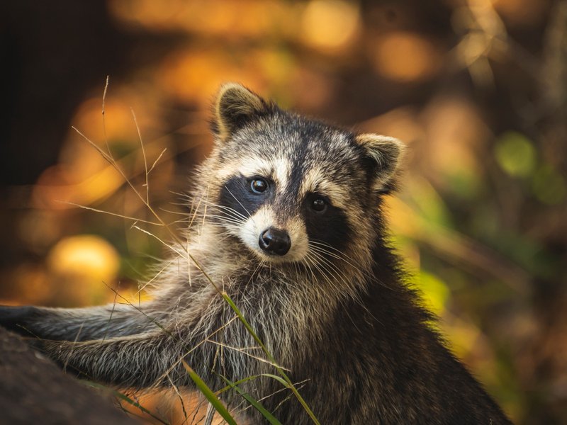 Raccoon
