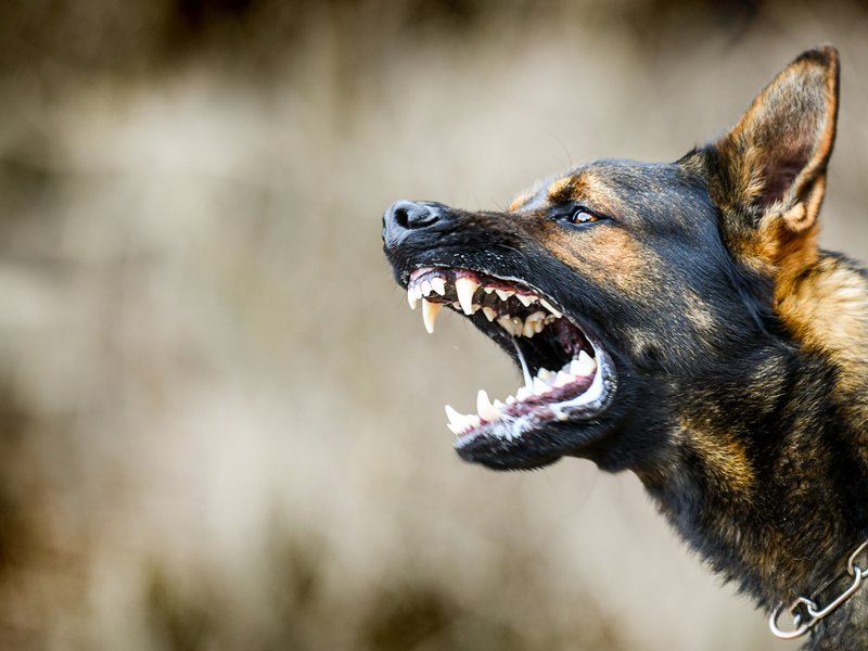 Angry dog