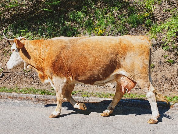 Cow walking