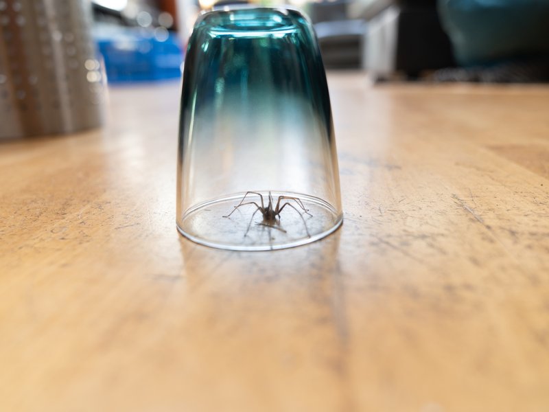Keep house spider free hack