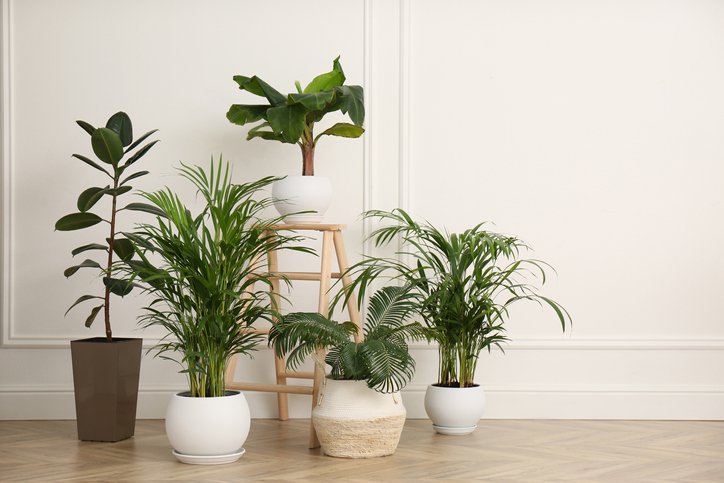 indoor plants