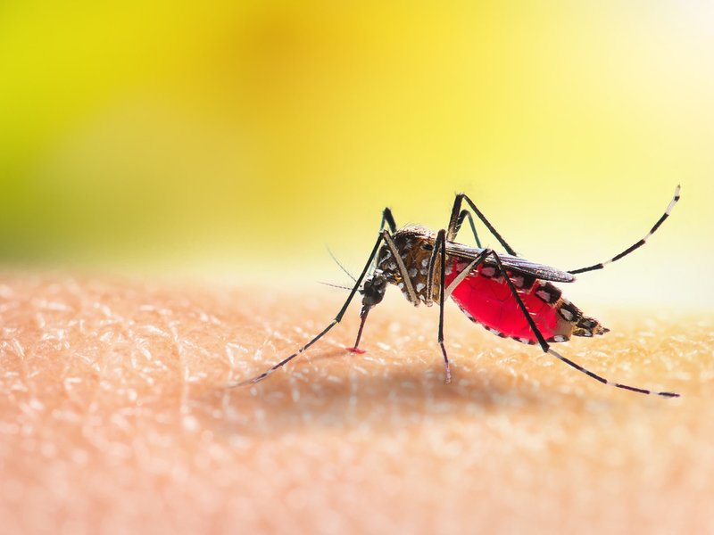 Mosquito