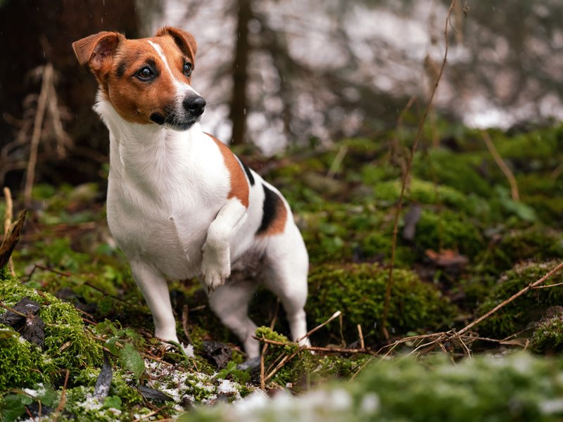 Dog found by deceased owner's side after three months