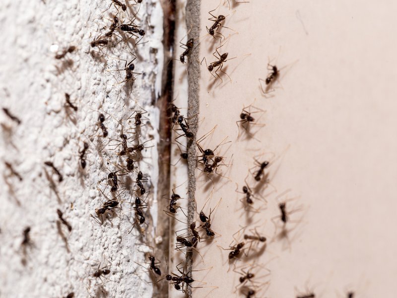 How to get rid of ants