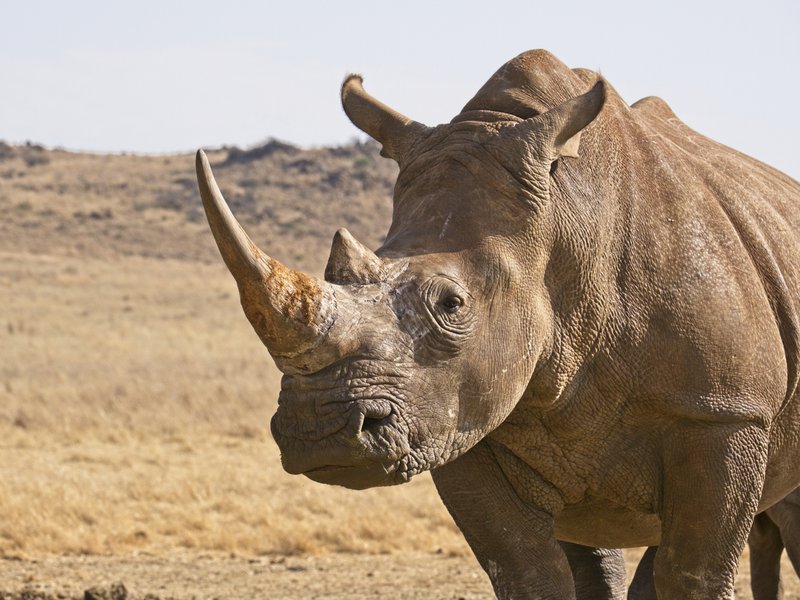 "Voetsek!": Man has most South African reaction to rhino attack