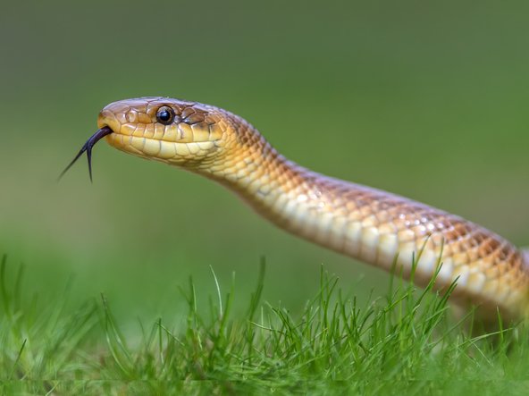Shopper finds live snake inside of broccoli packet